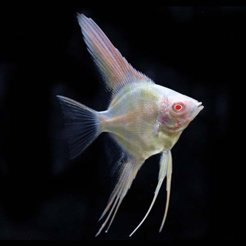 Albino Red Eye Angel