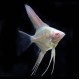 Albino Red Eye Angel