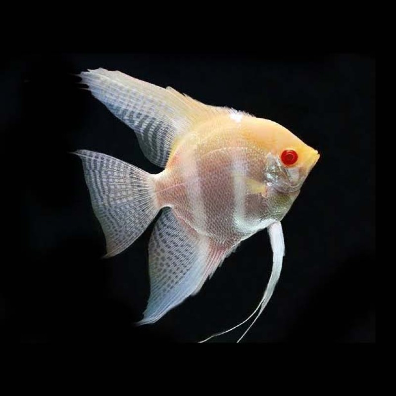 Albino Red Eye Angel