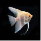 Albino Red Eye Angel