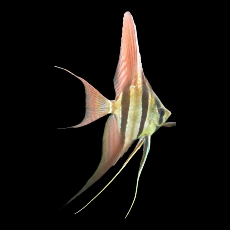Altum Angel True Wild Strain
