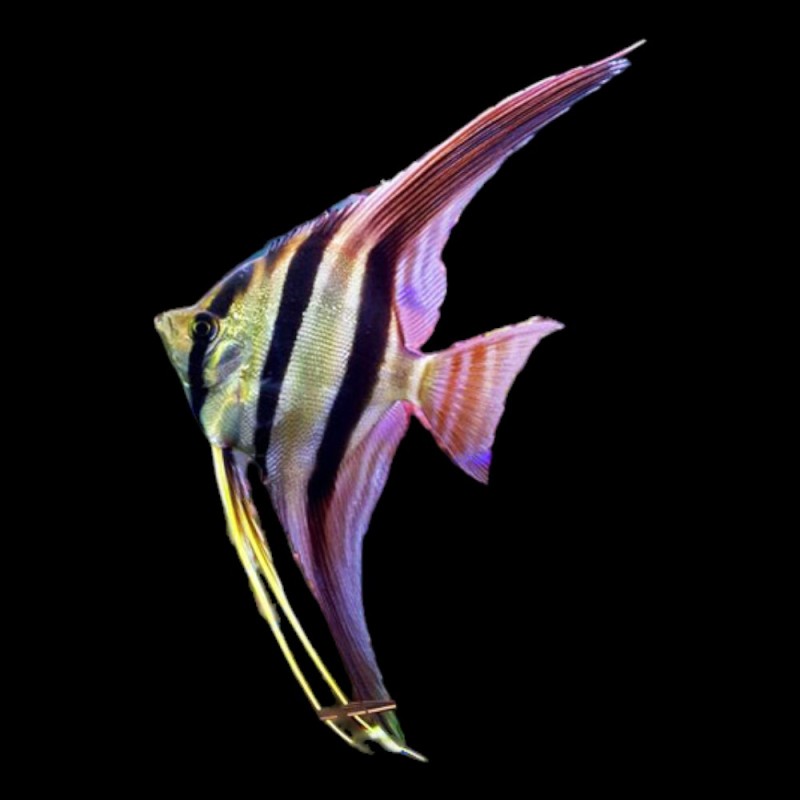 Altum Angel True Wild Strain