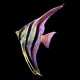 Altum Angel True Wild Strain