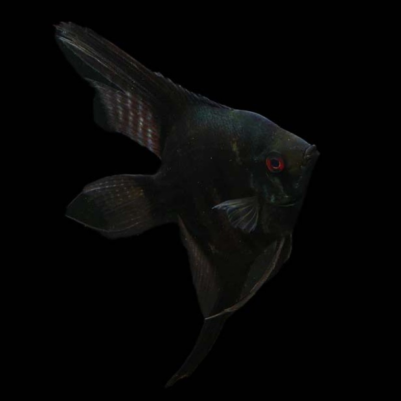 Black Angel