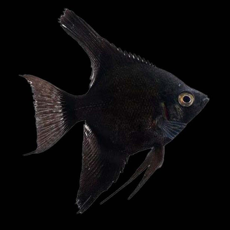 Black Angel