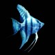 Blue Angelfish