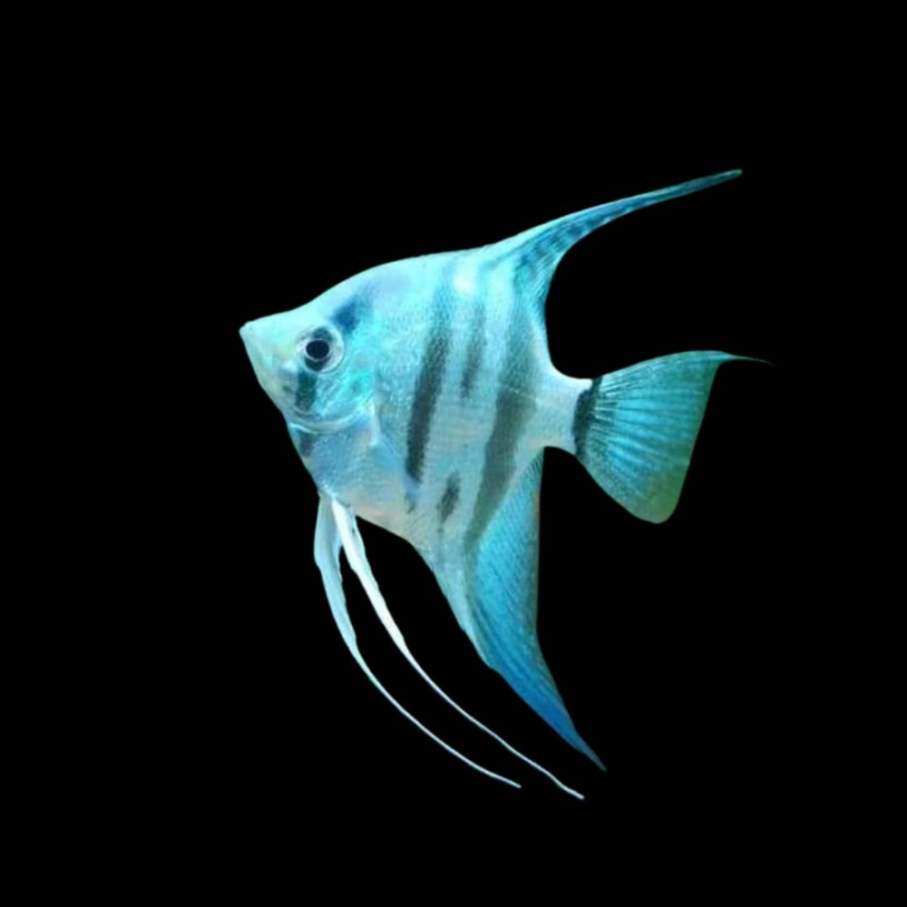 Blue Angelfish