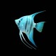 Blue Angelfish