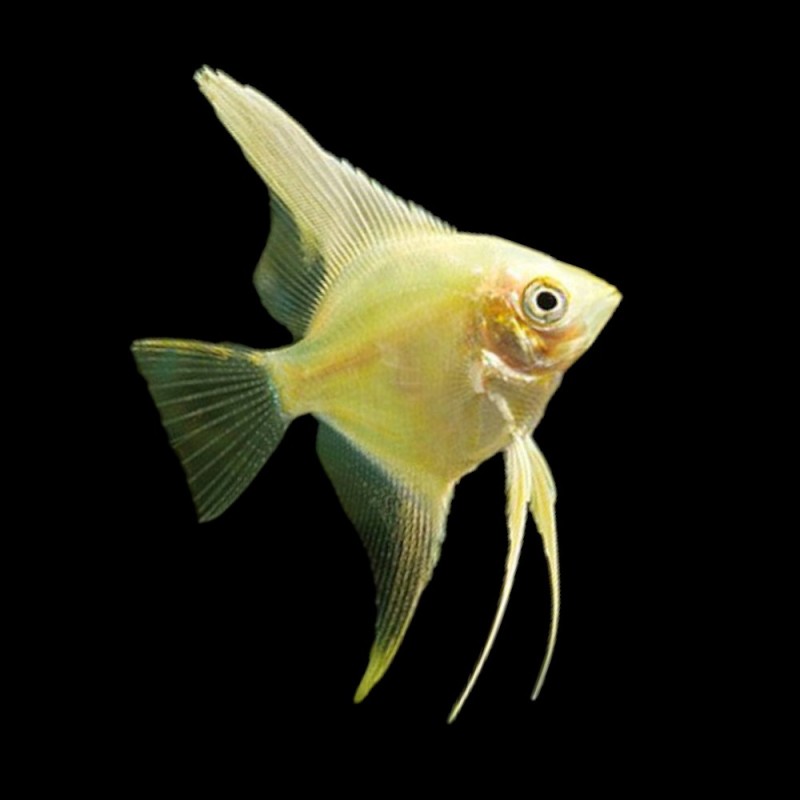 Gold Veil Tail Angelfish