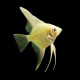Gold Veil Tail Angelfish