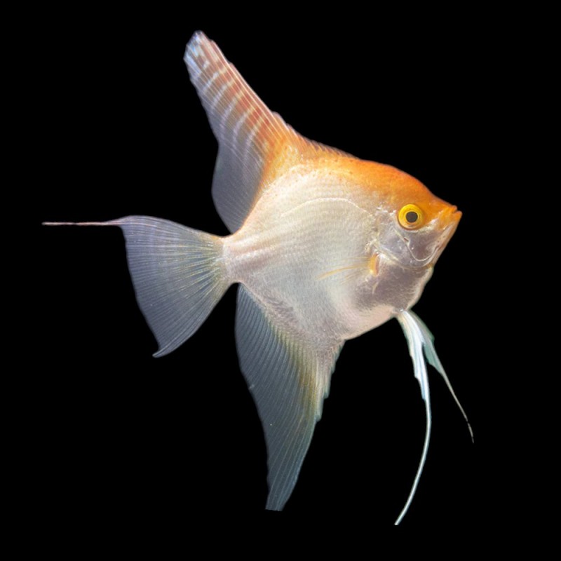 Gold Veil Tail Angelfish