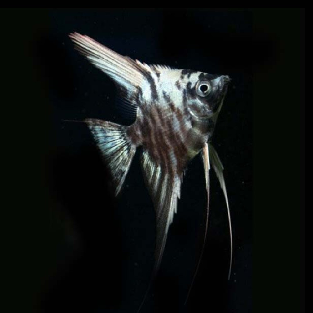 Marble Angel