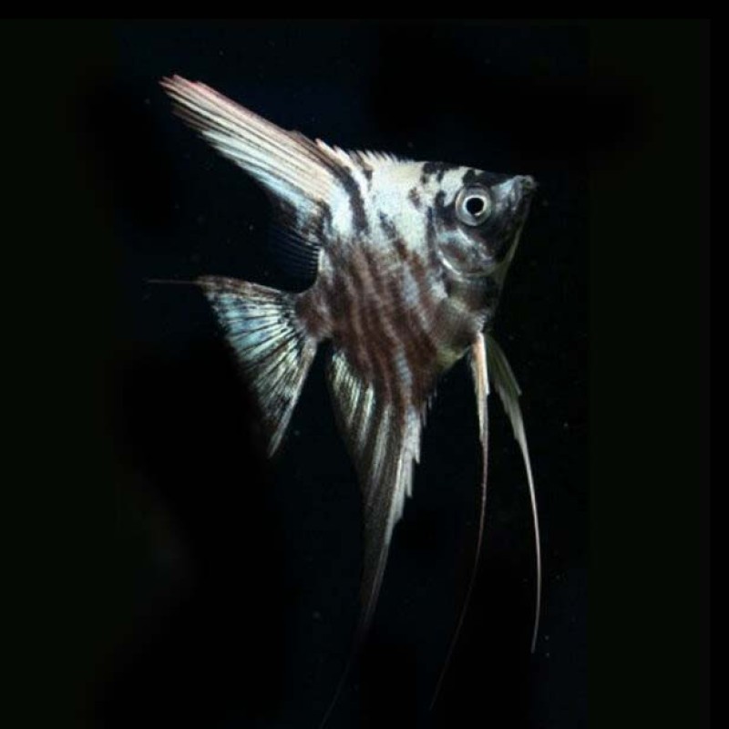 Marble Angel