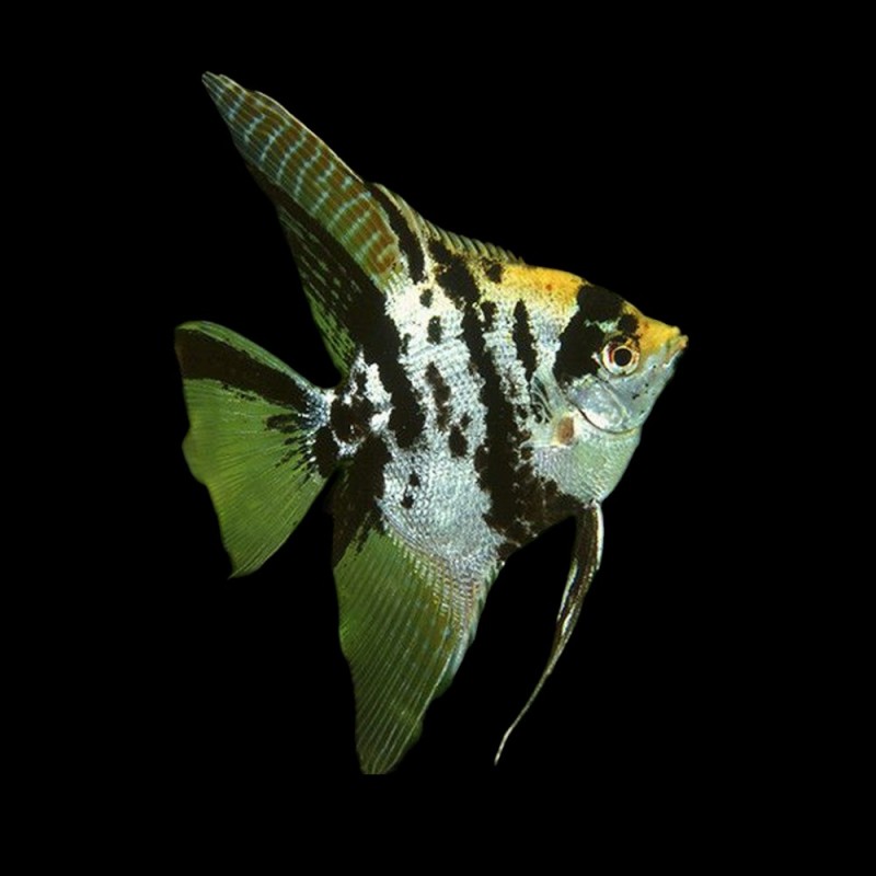 Marble Veil Tail Angelfish