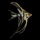 Marble Veil Tail Angelfish