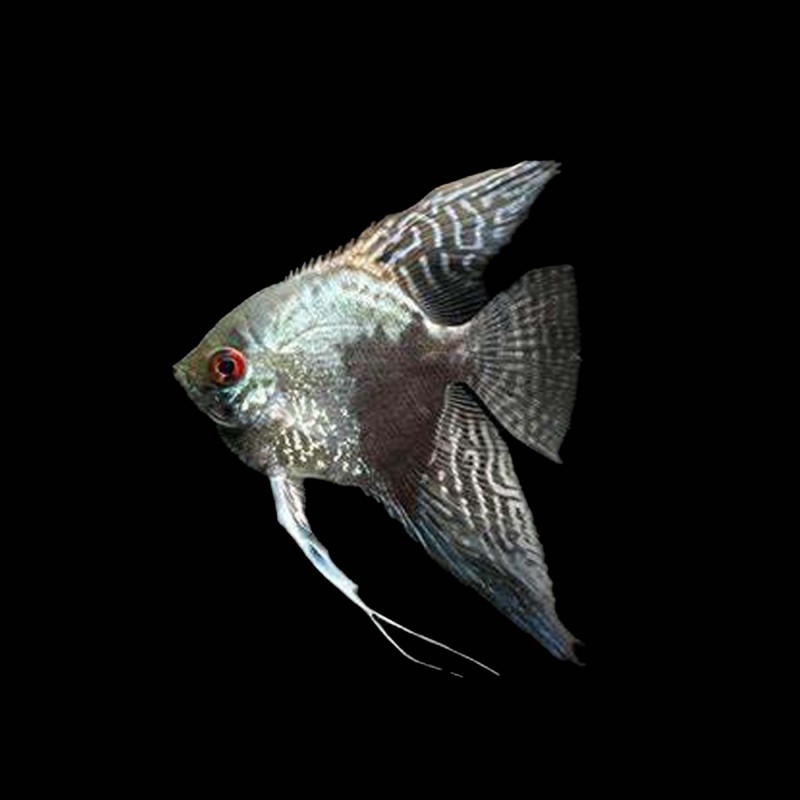 Philippines Smokey Angelfish