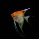 Red Devil Angelfish