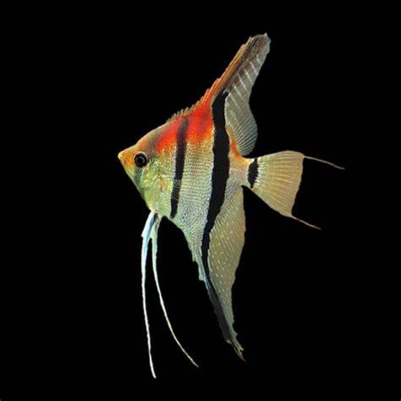 Manacapuru Angelfish
