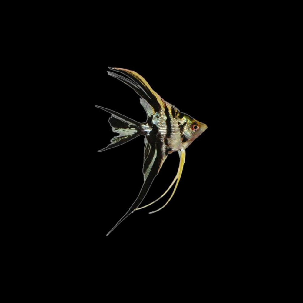 Mixed Veil Tail Angelfish
