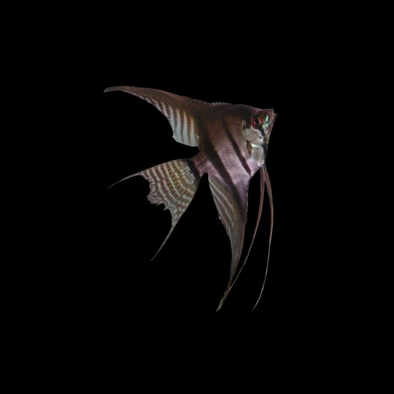 Mixed Veil Tail Angelfish