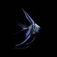 Mixed Veil Tail Angelfish