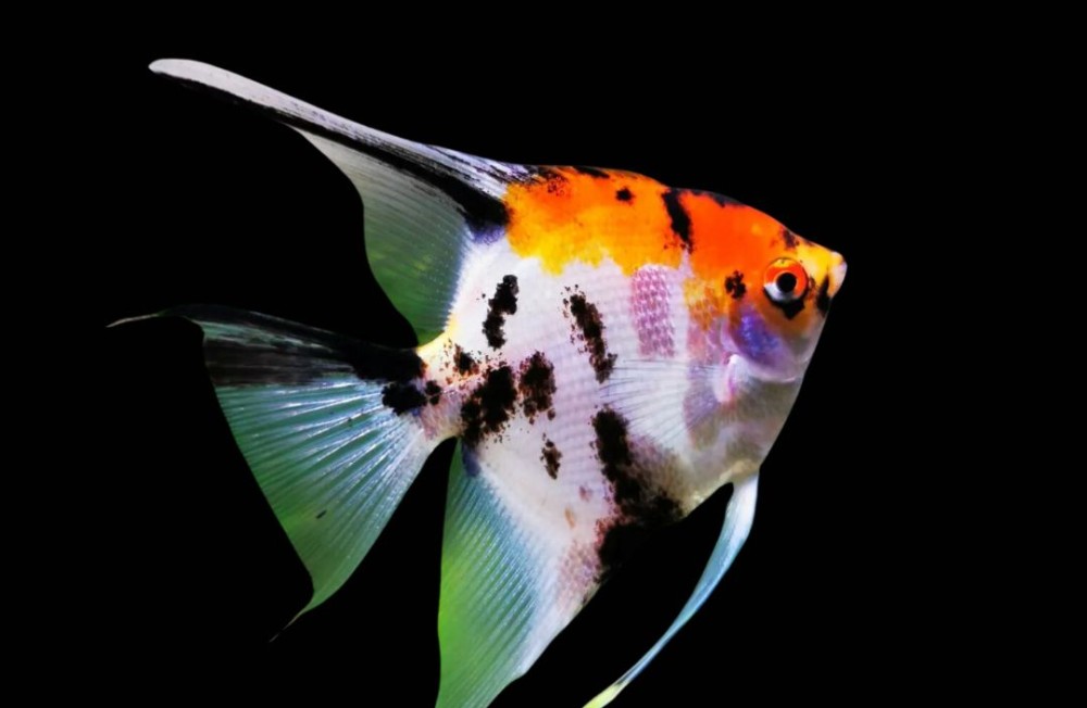 Almost the Weekend! Check out our new fish arrivals! 