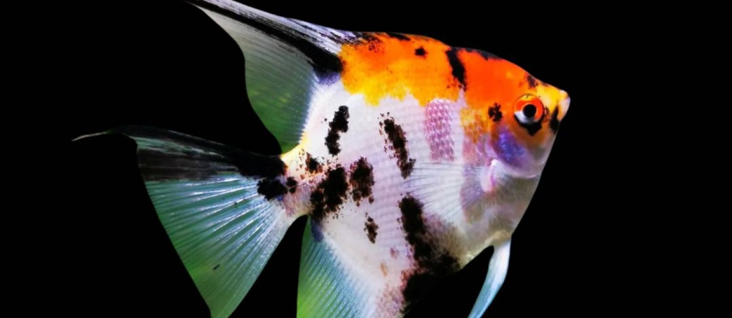 Almost the Weekend! Check out our new fish arrivals! 