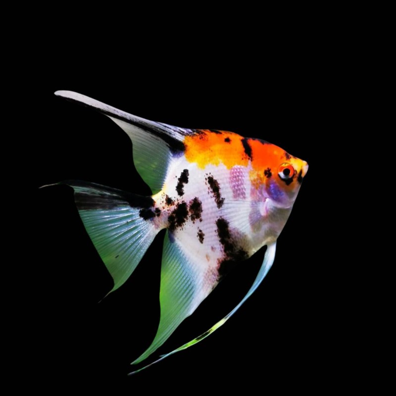 Tricolour Angel