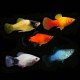 Assorted Platy