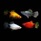 Assorted Platy