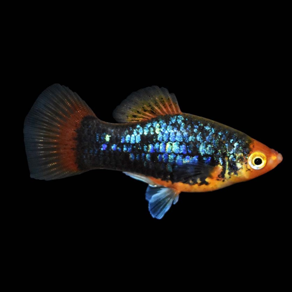 Assorted Platy