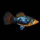 Assorted Platy