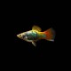 Assorted Platy