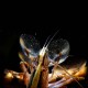 Bamboo Shrimp