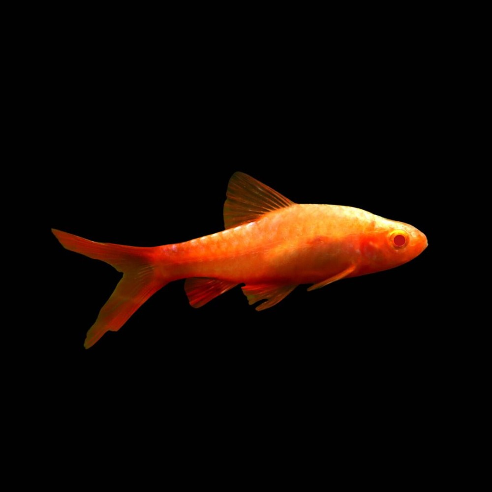 Albino Cherry Barb