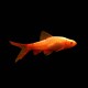 Albino Cherry Barb