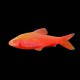 Albino Cherry Barb