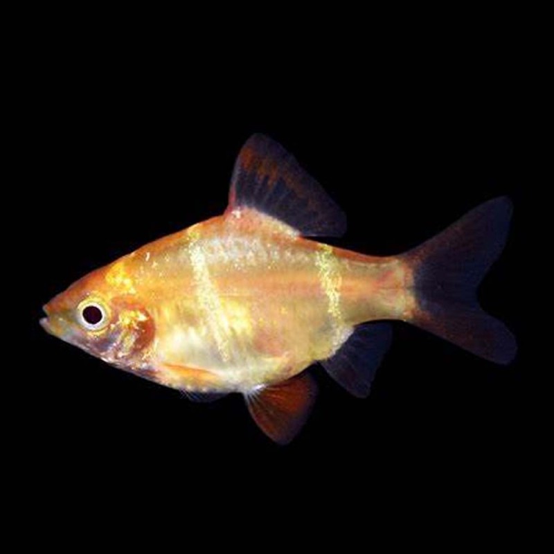 Albino Tiger Barb