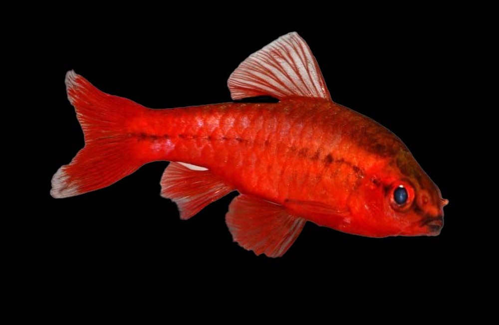 Weekend Arrivals