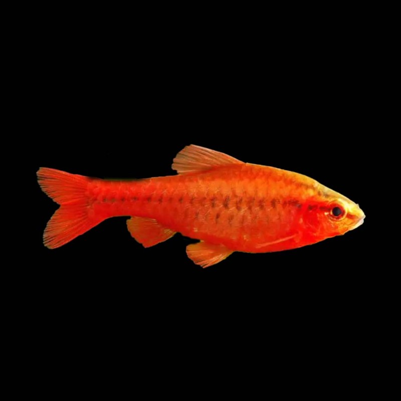 Cherry Barb