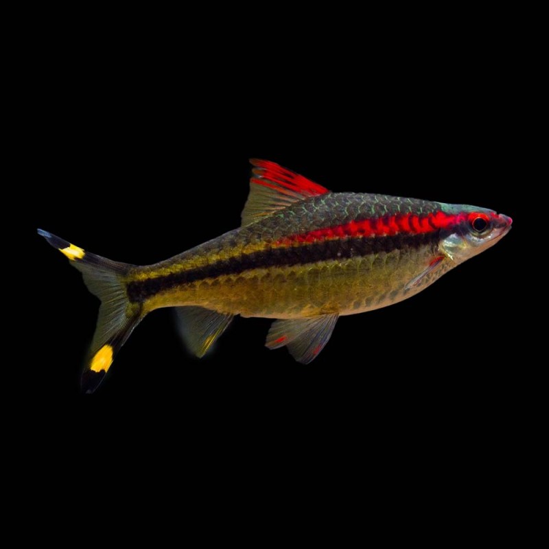 Denison Barb