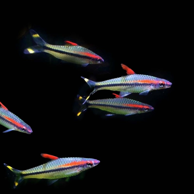 Denison Barb