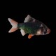 Green Tiger Barb