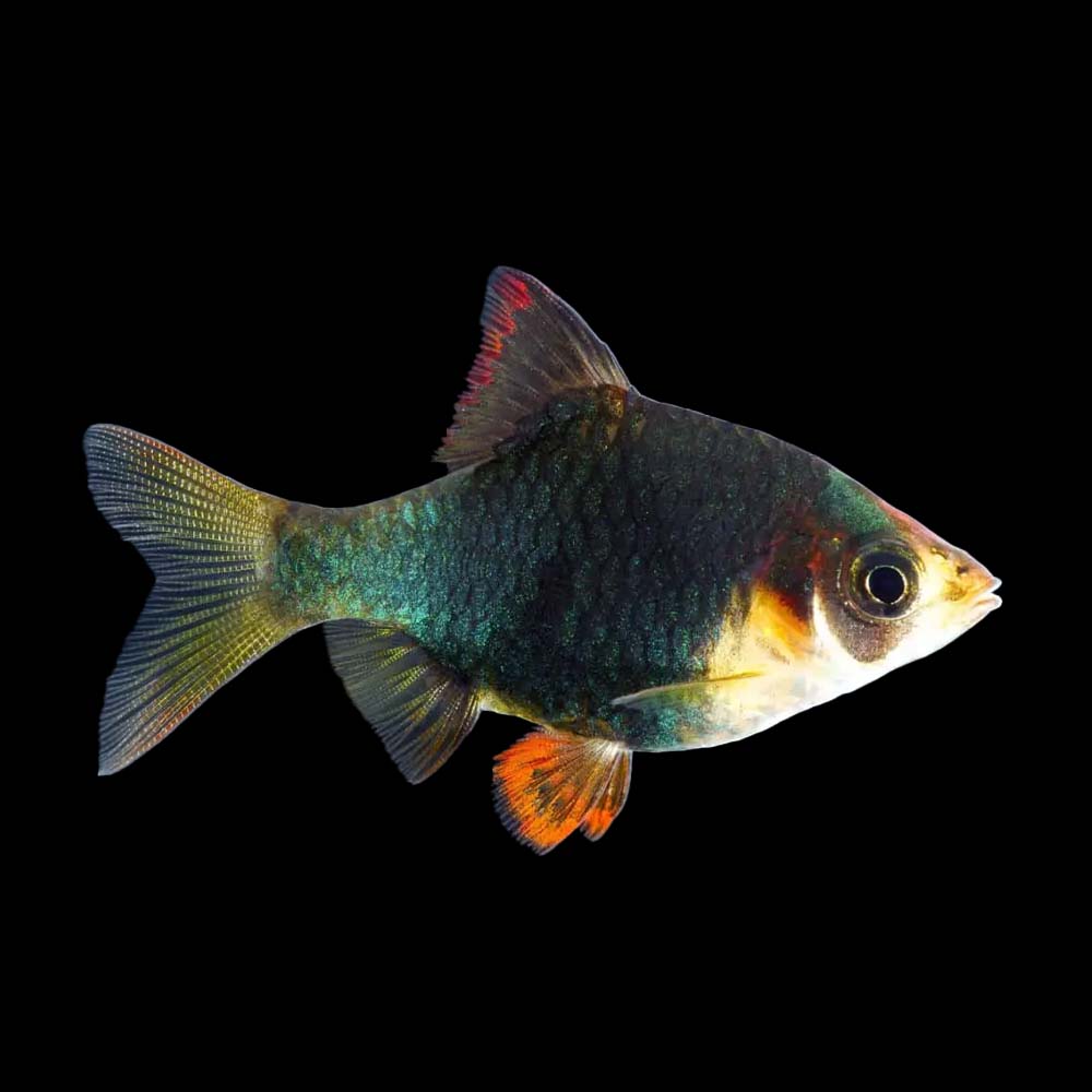 Green Tiger Barb