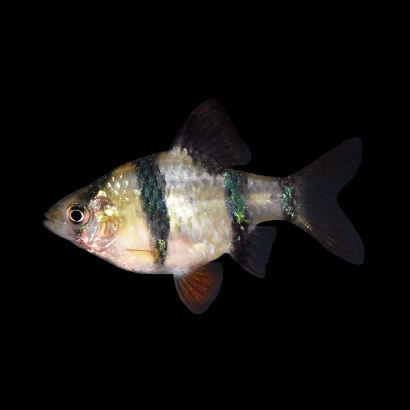Tiger Barb