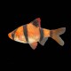 Tiger Barb