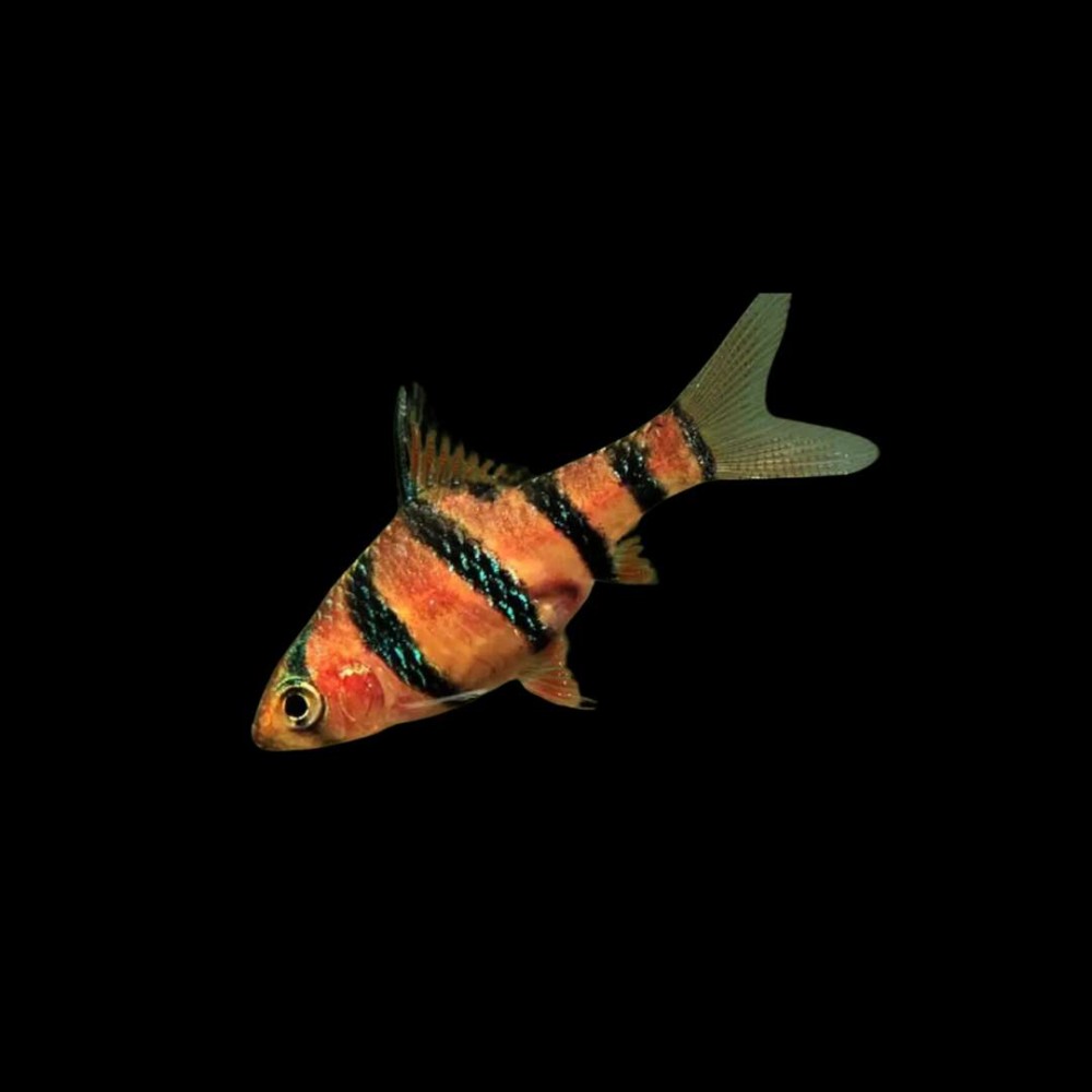 Pentazona Barb