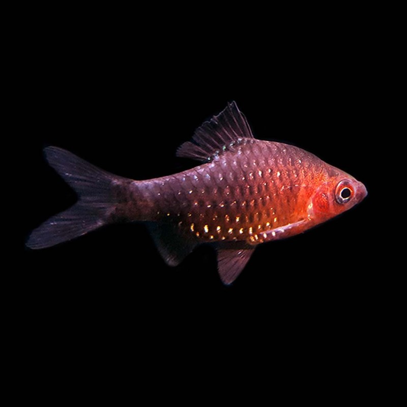 Black Ruby Barb