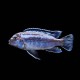 Blue Johanni Cichlid
