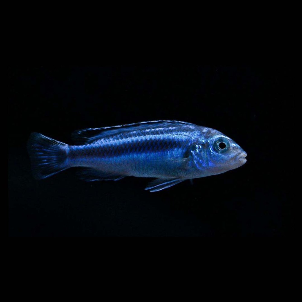 Blue Johanni Cichlid